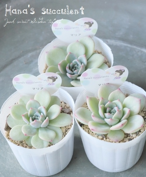多肉植物】 エケベリア 『マリア』 【はなちゃんの多肉】 | すべての