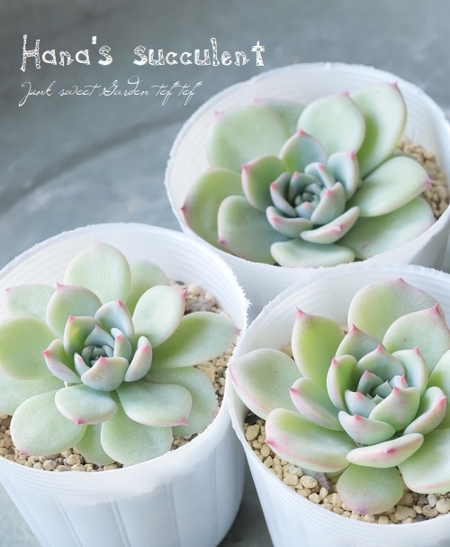 多肉植物】 エケベリア 『マリア』 【はなちゃんの多肉】 | すべての