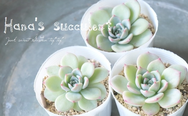 多肉植物】 エケベリア 『マリア』 【はなちゃんの多肉】 | すべての