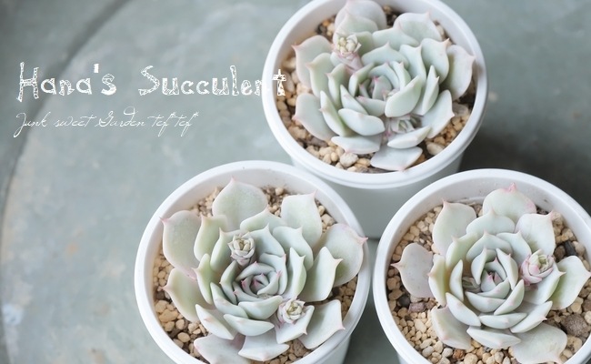 ��¿����ʪ�� �����٥ꥢ �ؤ������� �ڤϤʤ�����¿���ۡ�