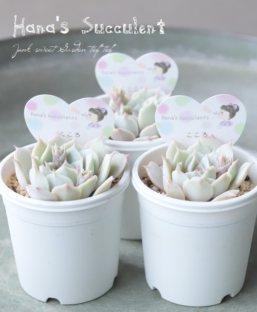 ��¿����ʪ�� �����٥ꥢ �ؤ������� �ڤϤʤ�����¿���ۡ�