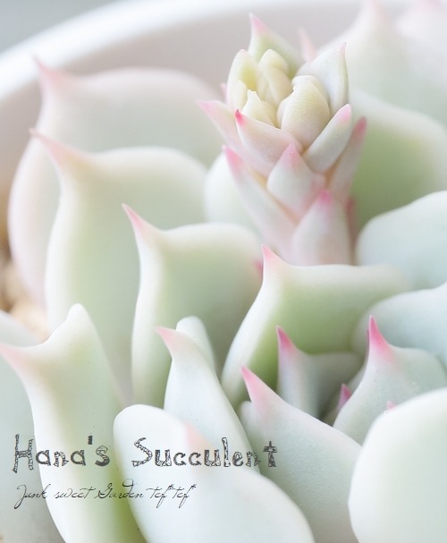 ��¿����ʪ�� �����٥ꥢ �ؤ������� �ڤϤʤ�����¿���ۡ�