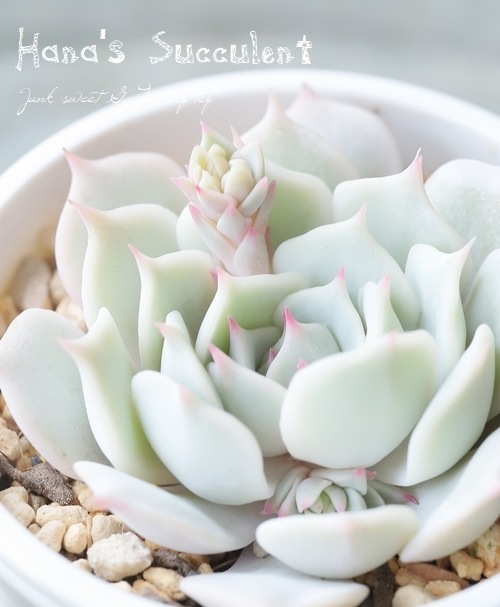 ��¿����ʪ�� �����٥ꥢ �ؤ������� �ڤϤʤ�����¿���ۡ�