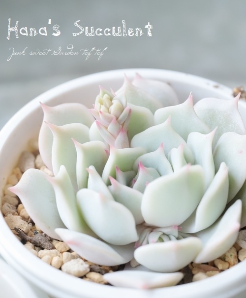 ��¿����ʪ�� �����٥ꥢ �ؤ������� �ڤϤʤ�����¿���ۡ�