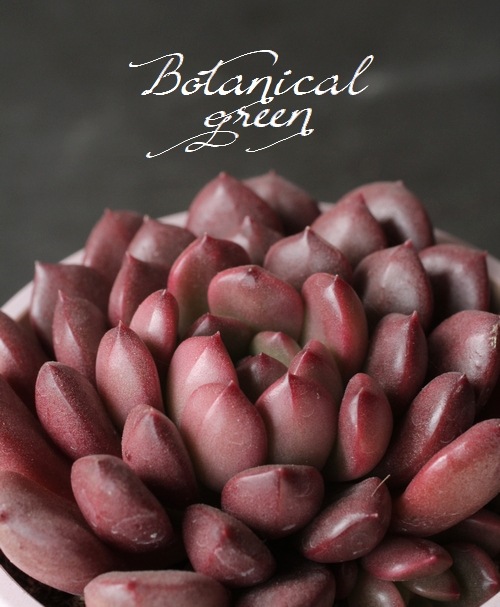 ��¿����ʪ�� �إԥ󥯥��ӡ��١�����ץȥ٥ꥢ°�����Ȥ����꡼��