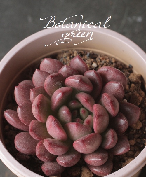 多肉植物　ピンクルルビー　抜き苗 492f13af839bd114defaa2d8af39d8