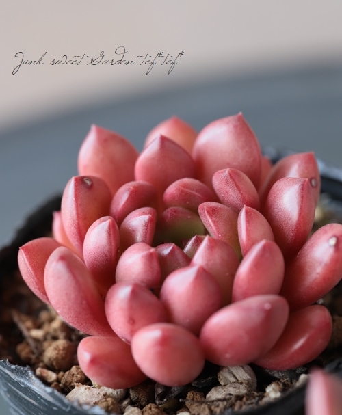 多肉植物】 『ピンクルルビー』 グラプトベリア属 いとうぐりーん