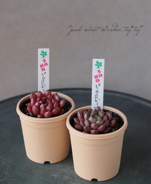 ��¿����ʪ�� �إԥ󥯥��ӡ��١�����ץȥ٥ꥢ°�����Ȥ����꡼��