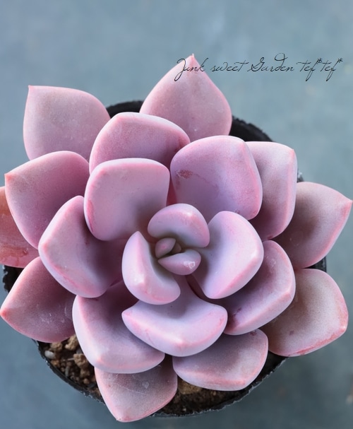 多肉植物】 『デビー』 グラプトベリア属 いとうぐりーん | すべての