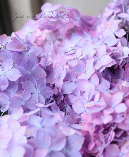 吉岡麗子さん】 山紫陽花 『十六夜 -いざよい-』 希少！ | すべての