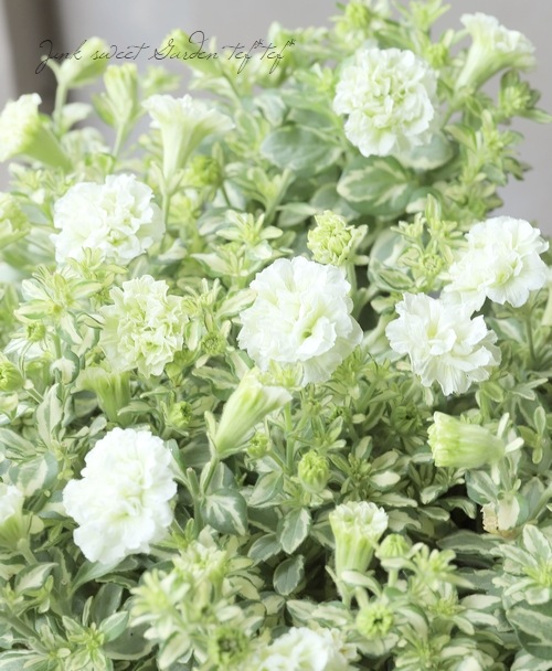 ������Ȭ�ź餭�ڥ���˥��إ륢�ʥա�����