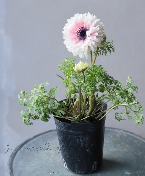 アネモネ・ポルト 『極 -きわみ-』 ダブルホワイトピンク | すべての