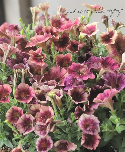 高澤さんオリジナル】 ペチュニア 『未発表！試験栽培品種』 【G