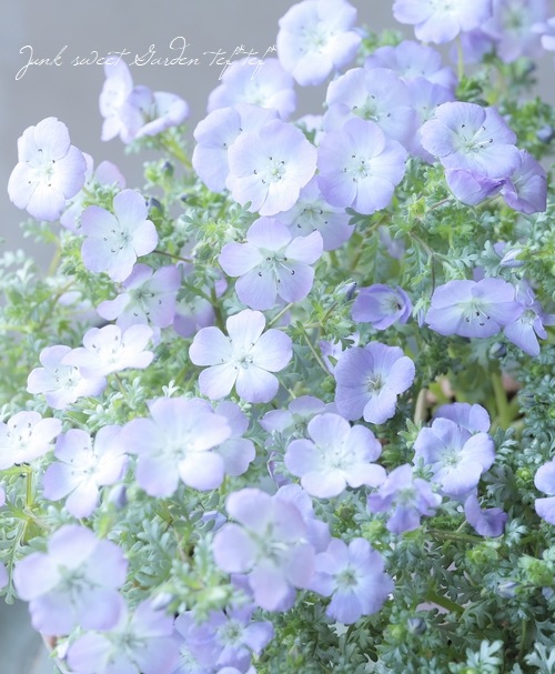 ����С��꡼�դΥͥ�ե��顡�إץ���ʥ�٥������