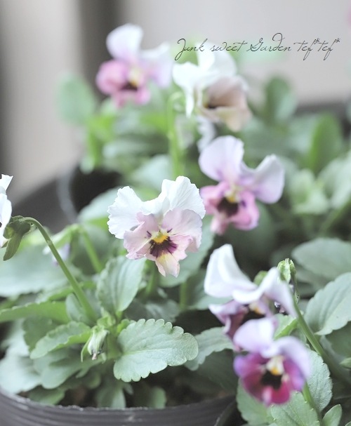 ���ߤ�ȥӥ��顡�ؤդ�դ���������