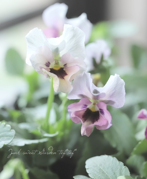 10苗セット！半額！】☆みもとビオラ 『ふわふわ金魚ちゃん』 | すべて