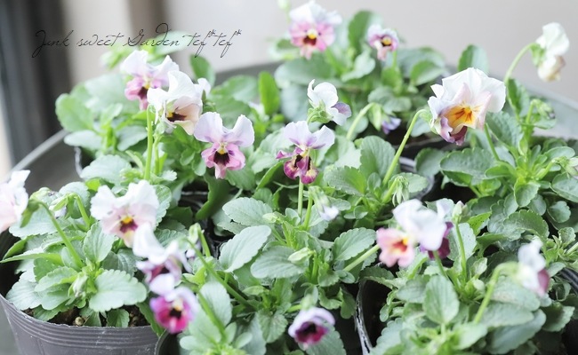 ���ߤ�ȥӥ��顡�ؤդ�դ���������