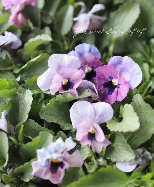 ���ߤ�ȥӥ��顡�ؤդ�դ���������