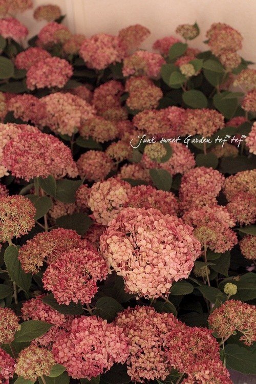 夏☀︎SALE！アナベルとピンクのミルフィーユガーランド アメリカ紫陽花 『ピンクアナベル』 | Flower Species,アジサイ