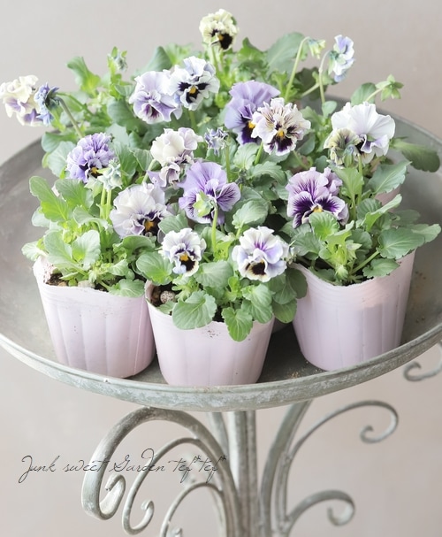 Q可愛い♡パンジー♡モルゲンロート♡遊花♡３号♡ポットごと宅急便コンパクト G可愛い♡パンジー♡モルゲンロート♡遊花♡3号♡ポットごと宅急便