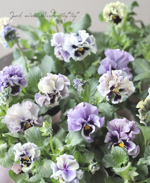 ���ѥ󥸡� �إ�륲������ȡ� �ڥ֥롼�ۥ磻�ȡ�