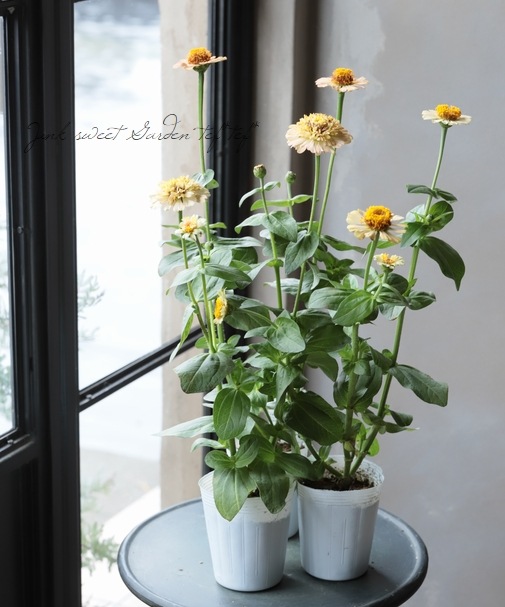 ���˥�������ǥ�� �إԡ�����