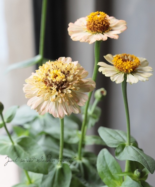 ���˥�������ǥ�� �إԡ�����