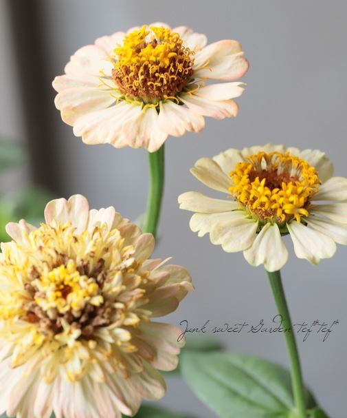 ���˥�������ǥ�� �إԡ�����