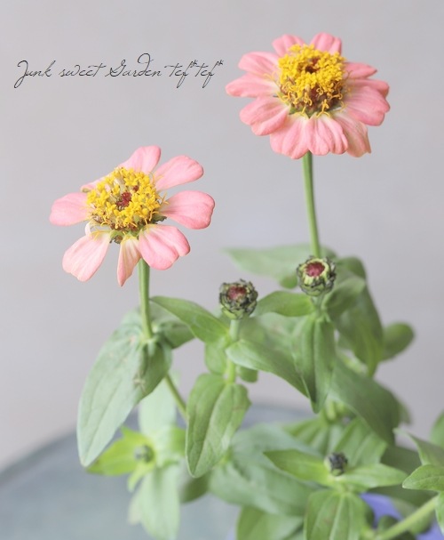 ���˥�������ǥ�� �إԡ�����