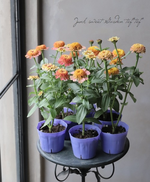 ���˥�������ǥ�� �إԡ�����