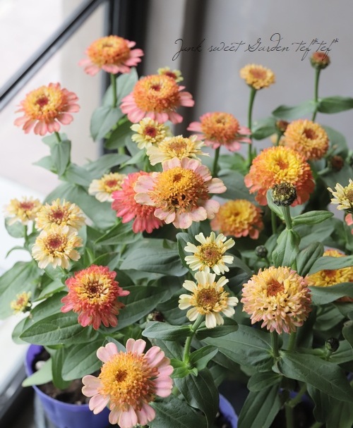 ���˥�������ǥ�� �إԡ�����