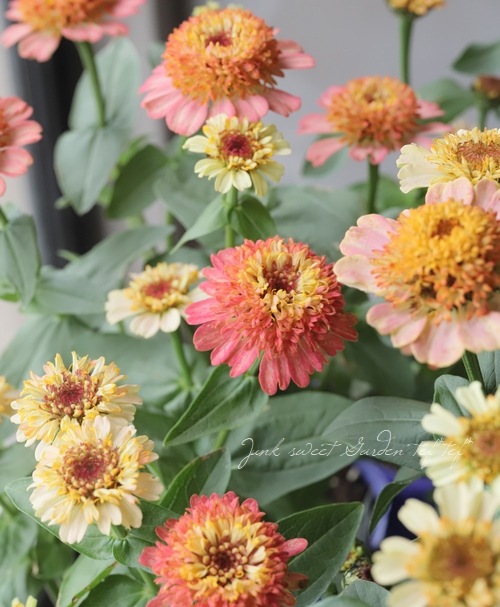 ���˥�������ǥ�� �إԡ�����