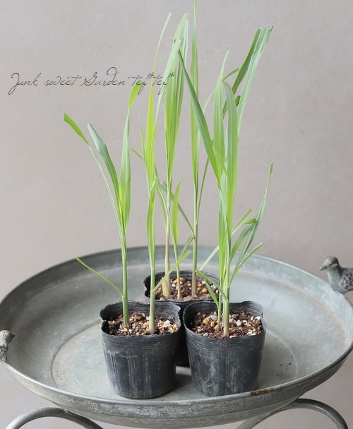 ハーブ】『レモングラス』 | すべての商品 | | Junk sweet Garden tef*tef*
