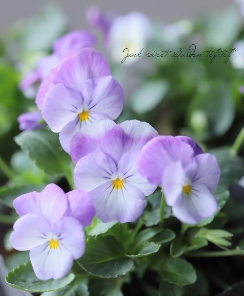�ӥ��顡�إ�٥�����֥�å����