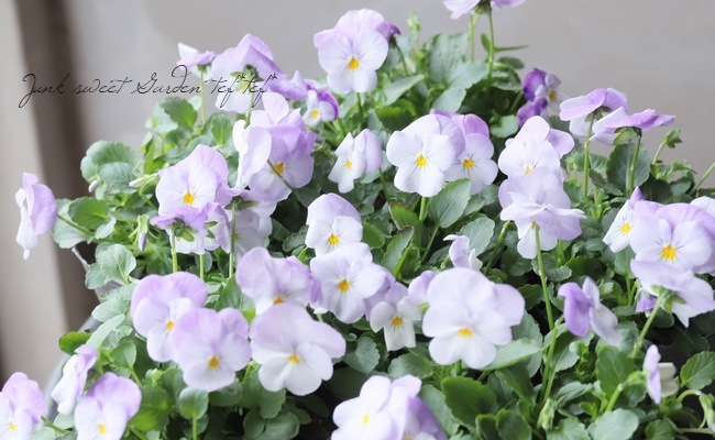 �ӥ��顡�إ�٥�����֥�å����