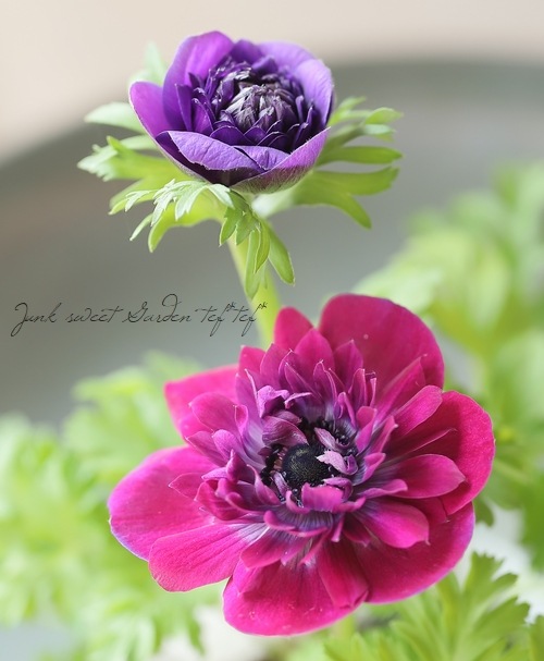 アネモネ2 八重咲きアネモネ・ポルトダブル 『2色咲き』 | すべての商品 | | Junk