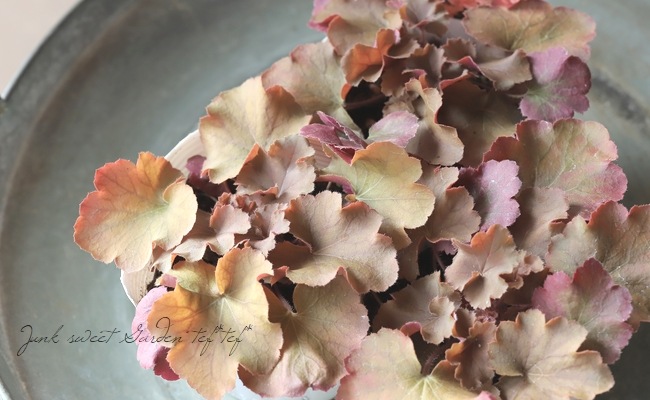 ヒューケラ 『ノーザンエクスポージャーアンバー』 | すべての商品