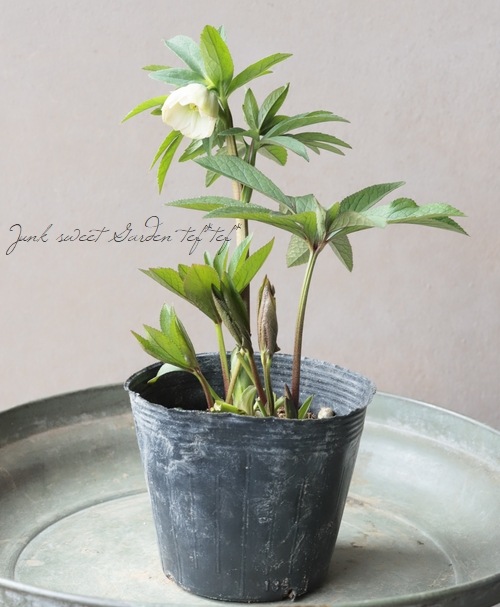 大和園】 クリスマスローズ 『ホワイトダブルカップ咲き』 2026【J