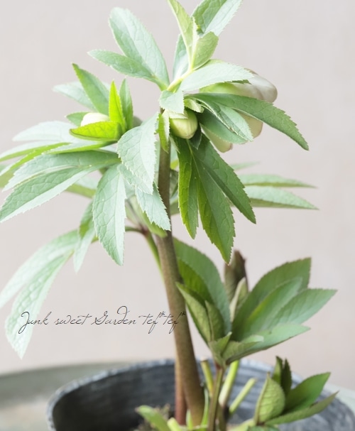 大和園】 クリスマスローズ 『ホワイトダブルカップ咲き』 2026【J