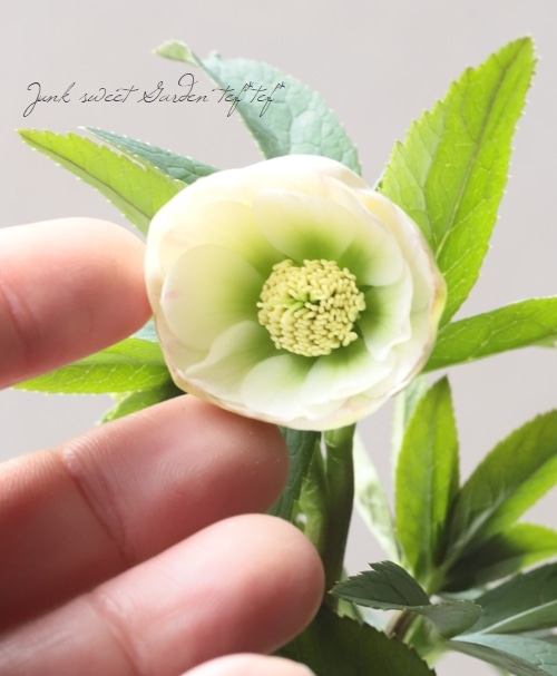 大和園】 クリスマスローズ 『ホワイトダブルカップ咲き』 2026【J