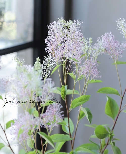 セアノサス 『パールローズ』 (カリフォルニアライラック) | すべての