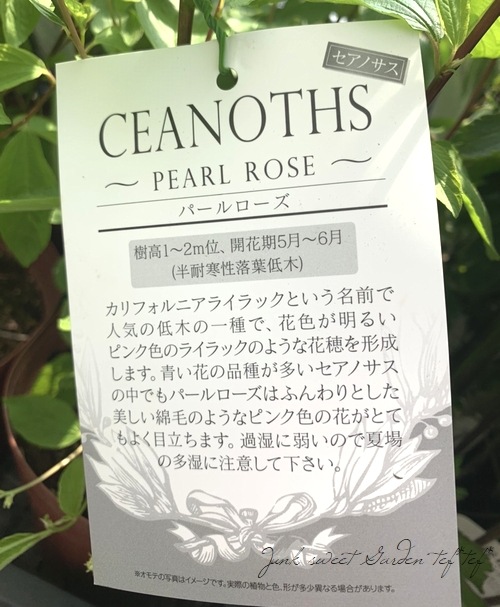 セアノサス 『パールローズ』 (カリフォルニアライラック) | すべての商品 | | Junk sweet Garden tef*tef* セアノサス 『パールローズ』 (カリフォルニアライラック) | すべての商品 | | Junk sweet Garden tef*tef*