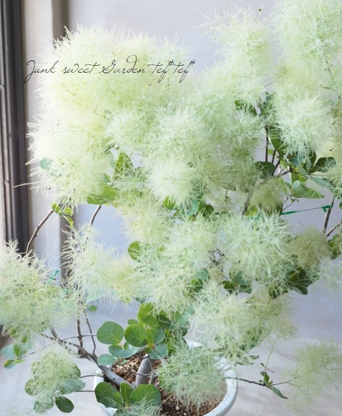 憧れの スモークツリーボール フラワー ガーデン Www Swensens1112 Com
