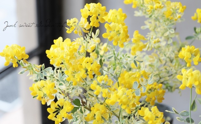 コロニラ バレンティナ バリエガータ すべての商品 Junk Sweet Garden Tef Tef