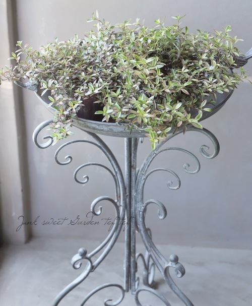 ���ץ����ޡ��إ�������ء����� �إ�������إ�����