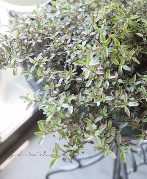 ���ץ����ޡ��إ�������ء����� �إ�������إ�����