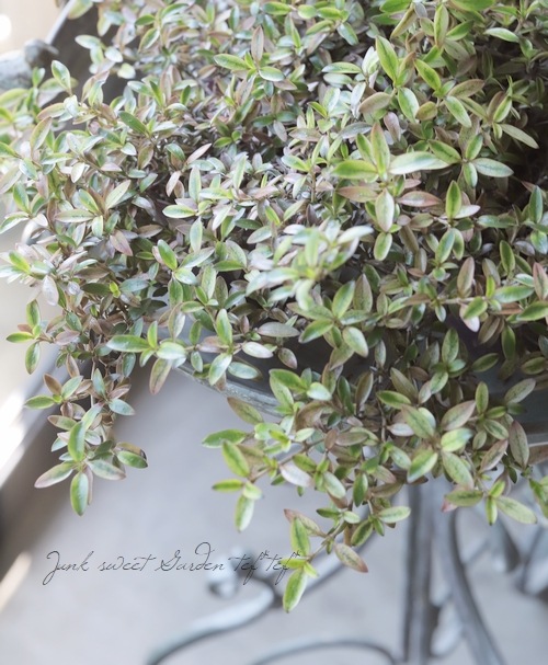 ���ץ����ޡ��إ�������ء����� �إ�������إ�����