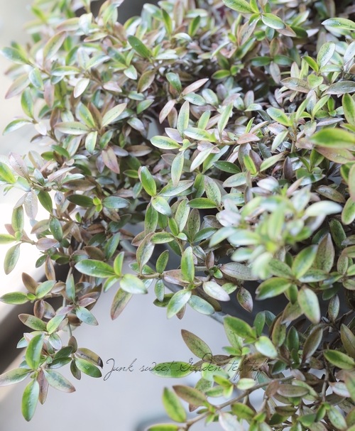 ���ץ����ޡ��إ�������ء����� �إ�������إ�����