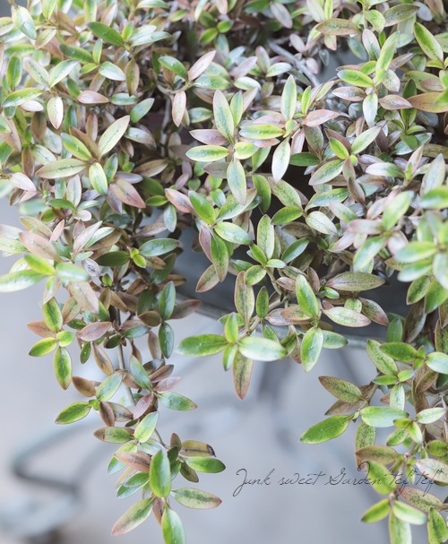 ���ץ����ޡ��إ�������ء����� �إ�������إ�����