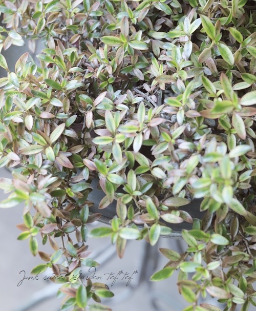 ���ץ����ޡ��إ�������ء����� �إ�������إ�����